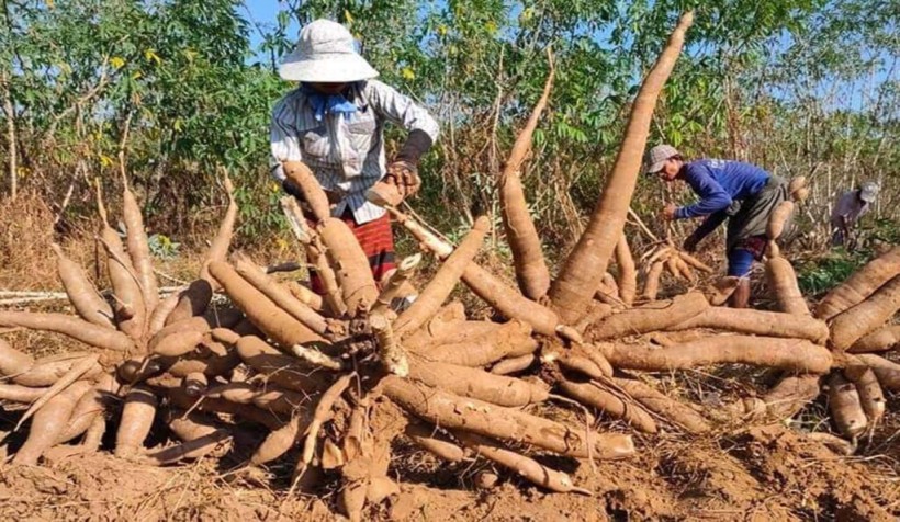 Fundamentals Of Cassava Production Asean Cassava Centre 6383