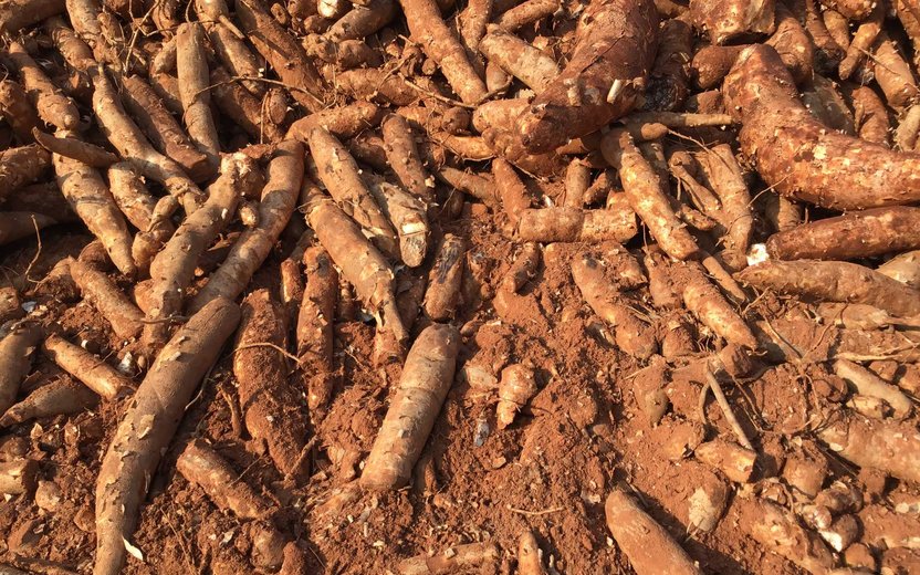 Lao PDR: Current Situation of Cassava Cultivation