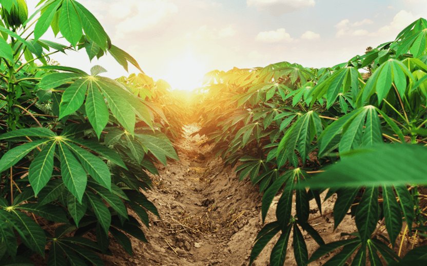 Vietnam: Cassava Cultivation Situation