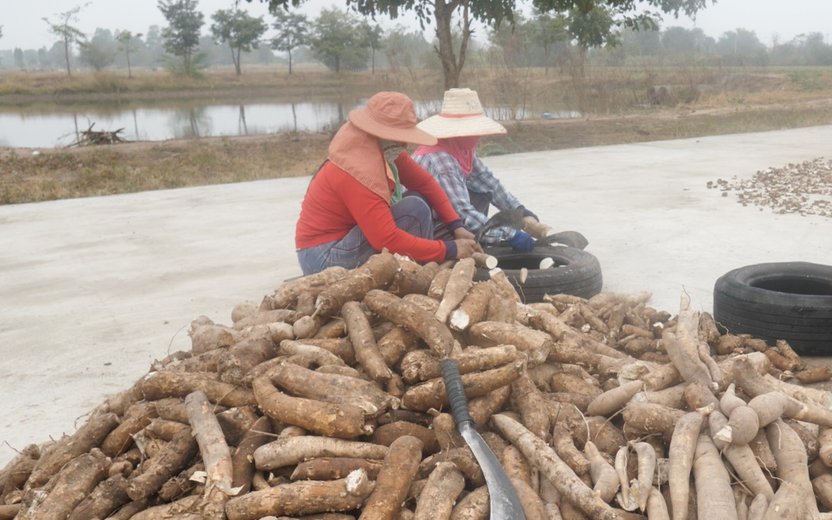 Cambodia: Cassava Cultivation Situation