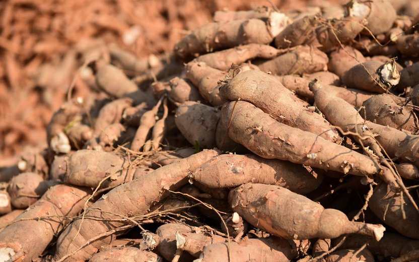 Vietnam: Cassava Waste Management