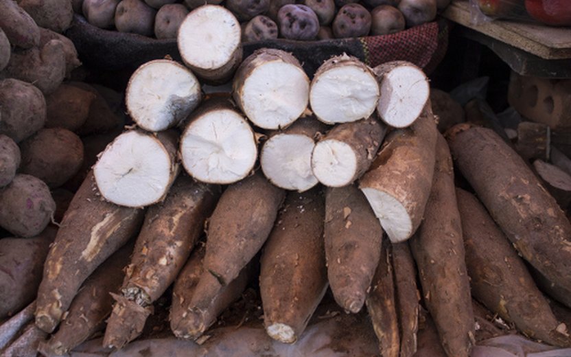 Myanmar: Cassava Cultivation Situation