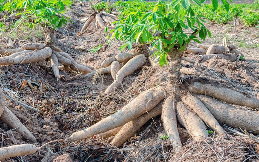 Thailand: Cassava Cultivation Situation
