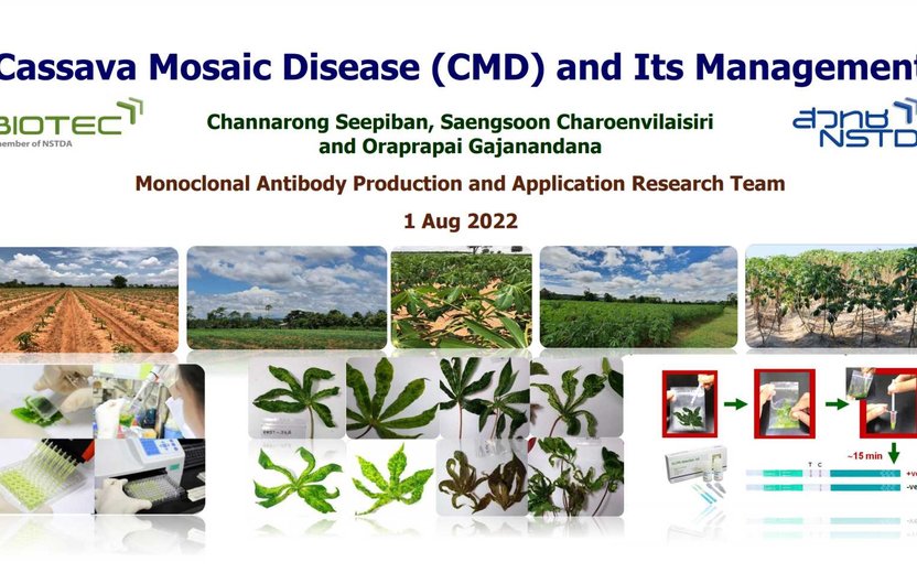 Cassava Mosaic Disease (CMD) and Its Management