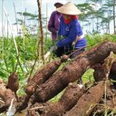 Indonesia to Limit Cassava and Tapioca Imports to Support Domestic Farmers