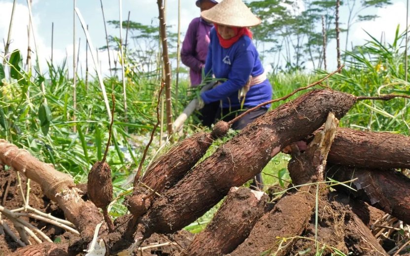 Indonesia to Limit Cassava and Tapioca Imports to Support Domestic Farmers