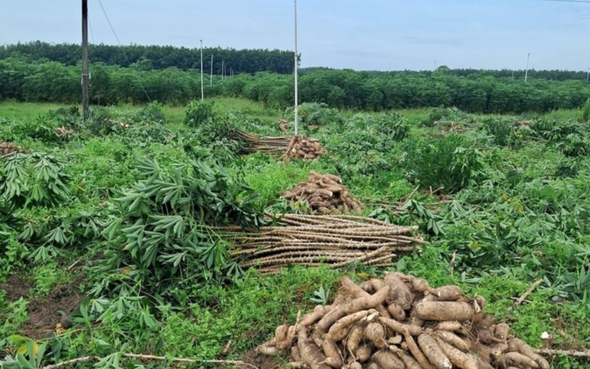 2024 Export Outlook for Vietnam's Agricultural Products: Challenges and Opportunities in the Cassava Sector