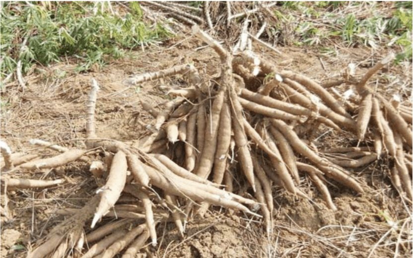 Cassava Cultivation and Industry Development in Myanmar: A Comprehensive Overview