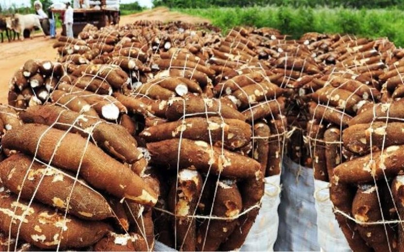Cassava Dominates Lao Agricultural Exports: Insights from the First Five Months of 2023