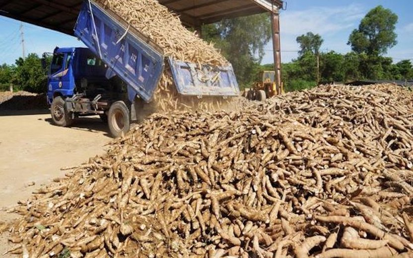 Vietnam Aims for $2 Billion Annual Cassava Export by 2028