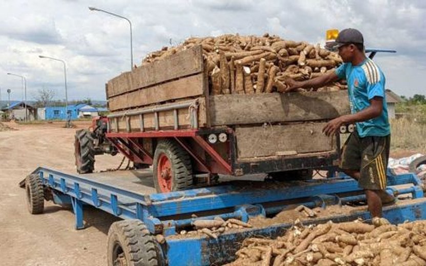 MoU Boosts Cambodian Cassava Exports to China: A Game Changer for the Industry