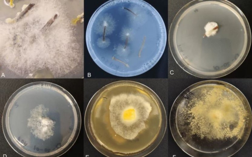 Breakthrough in Cassava Disease Research: Scientists Identify Fungus Causing Witches' Broom Disease