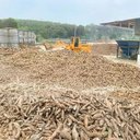 China Remains Key Market for Vietnam's Cassava Exports Despite Decline