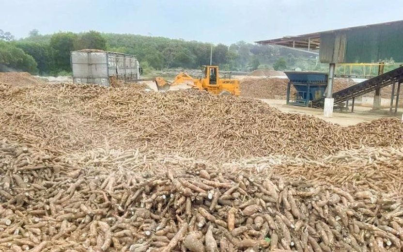 China Remains Key Market for Vietnam's Cassava Exports Despite Decline