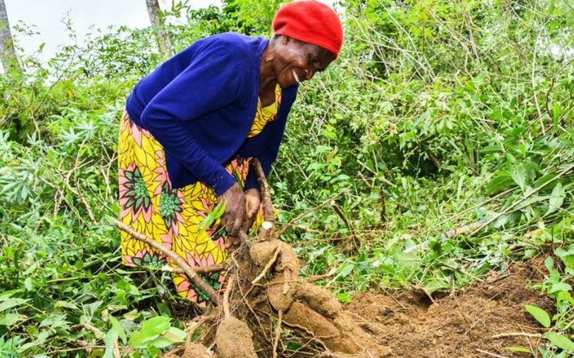 Chinese Initiative to Enhance Cassava Cultivation in Africa