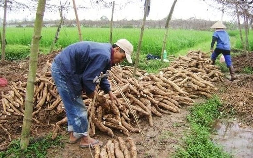 Vietnam's Robust Cassava Export Performance