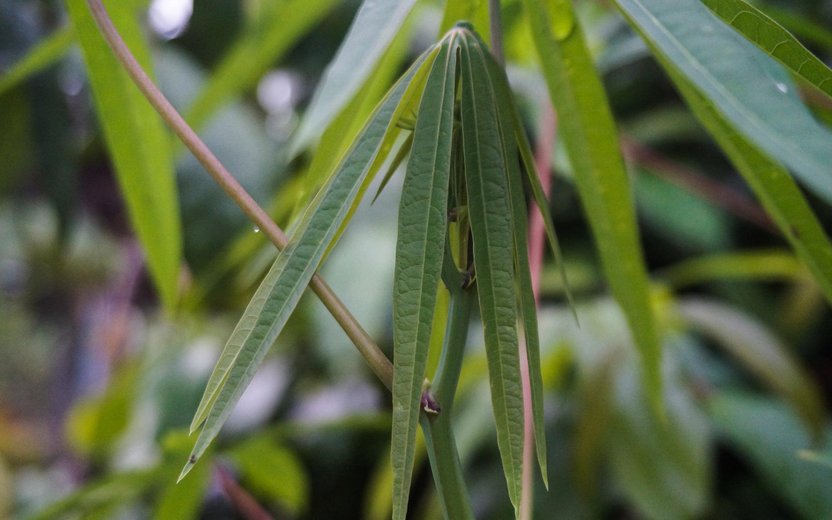 Research finds mutation responsible for disease resistance in cassava