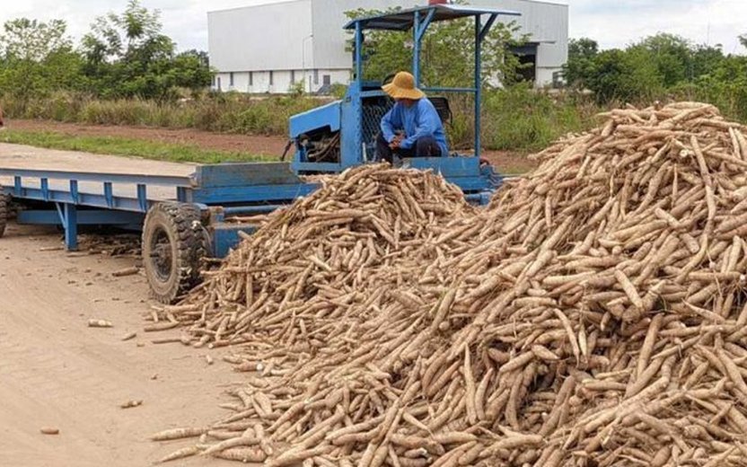 Cambodia's Cassava Exports Soar in Q1 2023, Fueled by Robust Demand and Price Surge