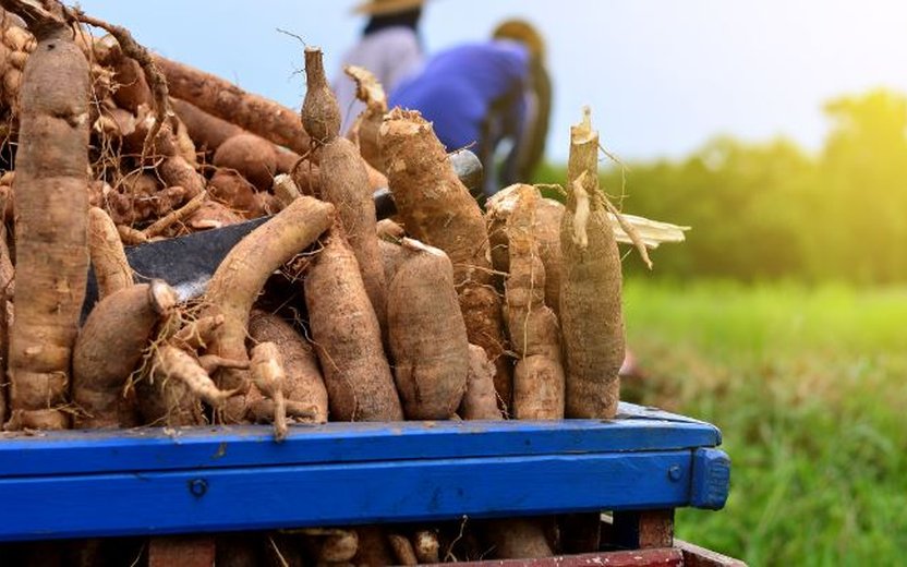 Analyzing the Decline in China's Cassava Chip Imports: Implications for Regional Industries