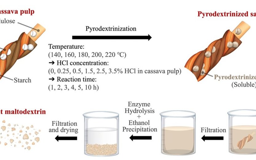 Transforming Cassava Waste into Prebiotic Fiber: A Novel Resistant Maltodextrin (RMD) from Cassava Pulp