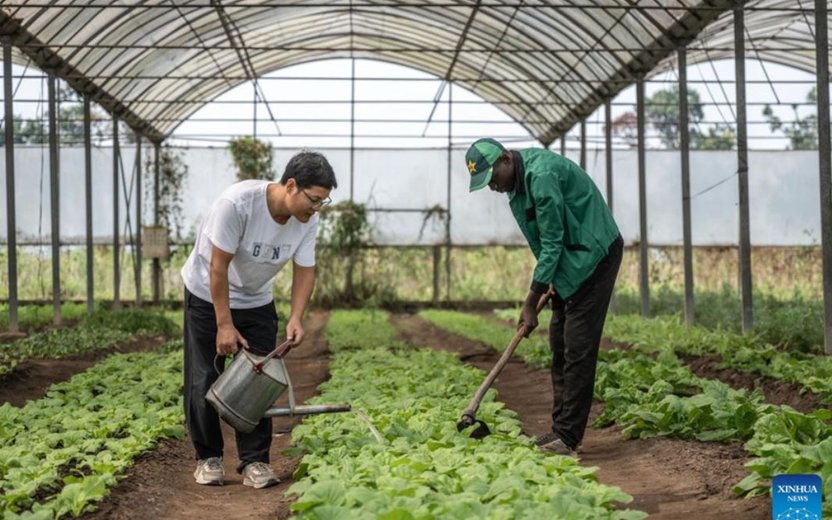 Enhancing Cassava Cultivation in Africa: The Role of Chinese Agricultural Expertise