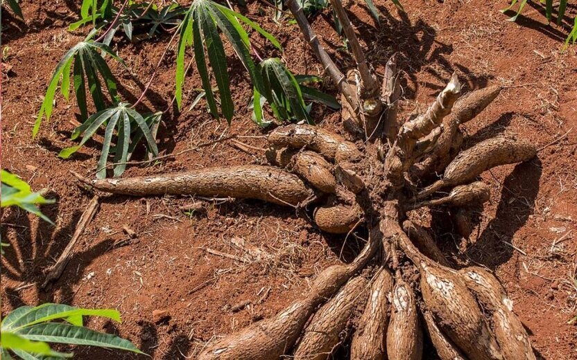 Cassava Dominates Lao Exports Despite Trade Deficit: January 2024 Overview