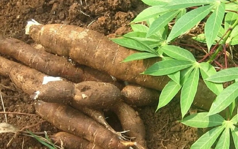 Food insecurity: Research Institute to provide improved cassava variety