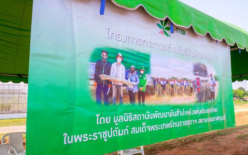 Distribution of 100 Huai Bong Potato Plant Stems by the Cassava Development Institute of Thailand Foundation