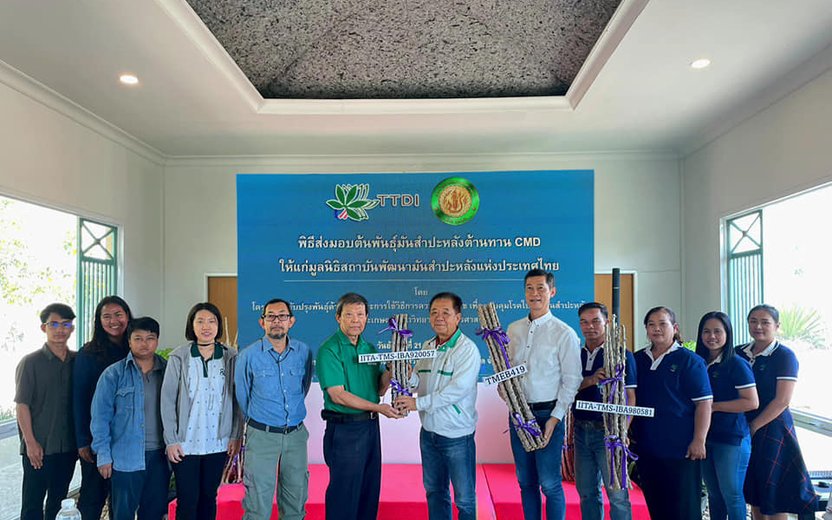 Pioneering Leaf Spot Disease-Resistant Cassava Varieties in Thailand
