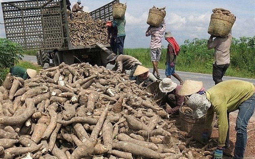 Exploring Cassava Production and Trade: Association Trip to Cambodia and Vietnam