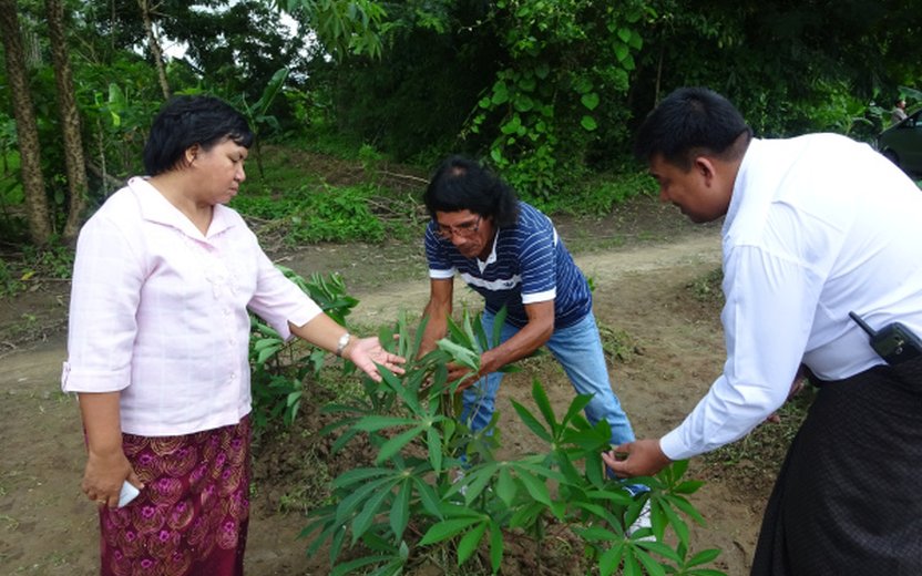 Improved Cassava Farming Practices in Southwestern Burma