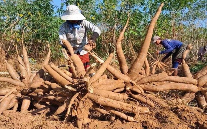 Fundamentals of Cassava Production